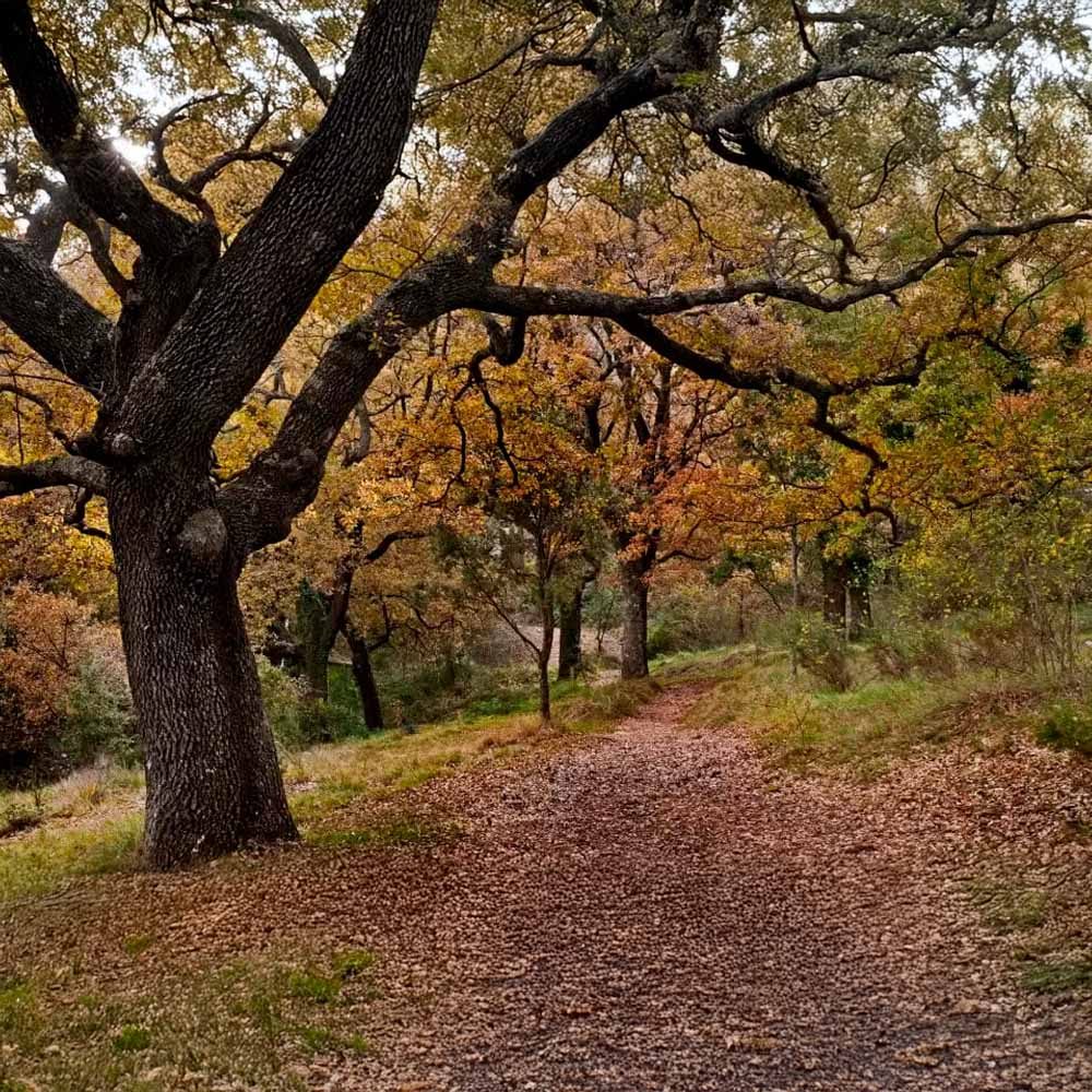 Bosque El Rivet Bosque El Rivet