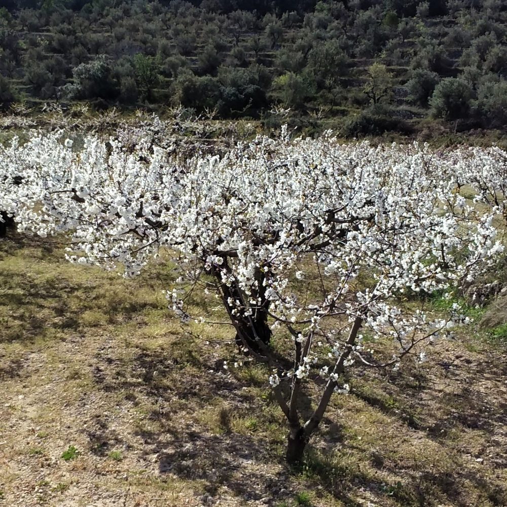 almendros